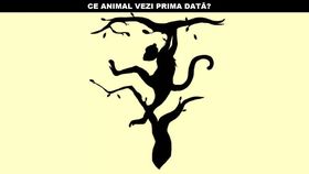 Test iluzie optică. Ce animal vezi prima dată în imagine? Răspunsul îți va spune ce fel de om ești